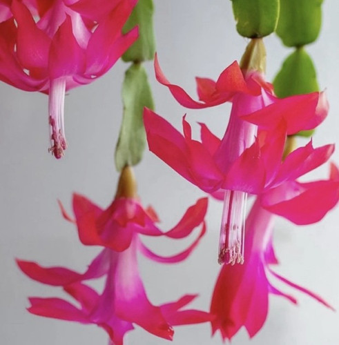 Bouture schlumbergera rose - bouture,