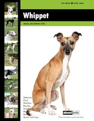 Whippet dog breed expert - (dog,