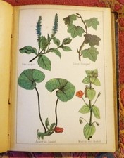 BOTANIQUE PLANTES REMEDES