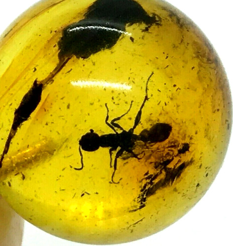Pendentif ambre cadeau insect - cadeau,
