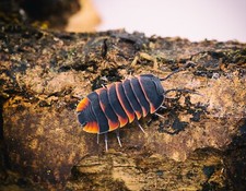 x12 Cloportes/isopodes - ARDENTIELLA (Ex MERULANELLA)