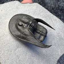 Harpes aff. perradiatus