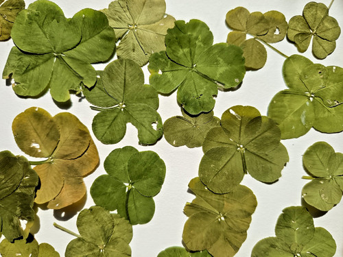 Trèfle feuilles cueilli - trèfle, 5
