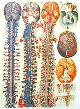 Lithographie Table Anatomique