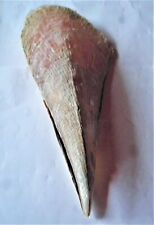 Coquille de moule Pinna nobilis