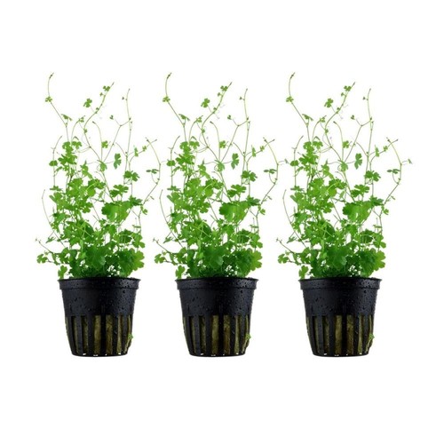 Aquarium plante unités - aquarium,