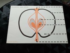 ancien croquis de sciences:la pomme n3/l'orange n4.edition rossignol.36cms/52cms