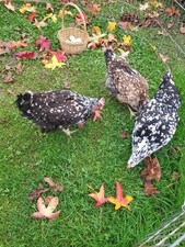 Poules et oeuf fecondé