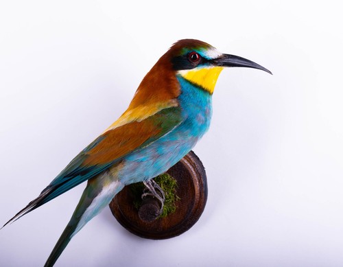 Taxidermy mount bird bee - taxidermy, bee-eater