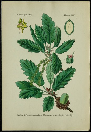 1898ca chêne à grosses - chêne,