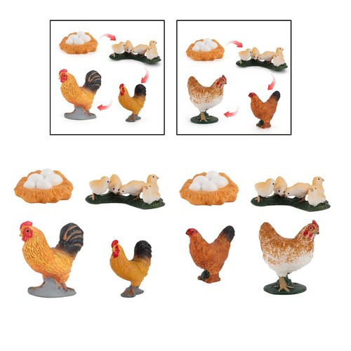 Cycle vie poulet en - poulet,