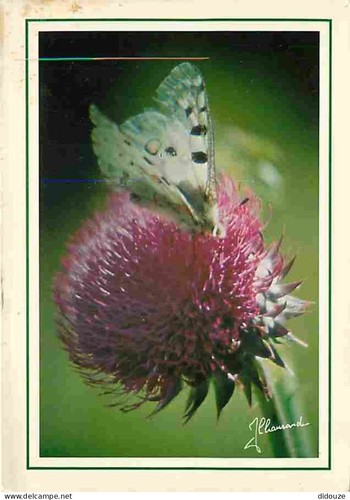 Carte postale animaux - carte,