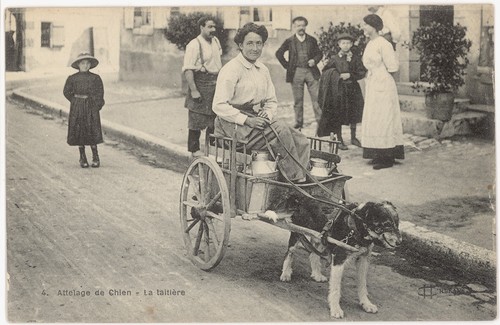 Cpa attelage chien la - attelage, de