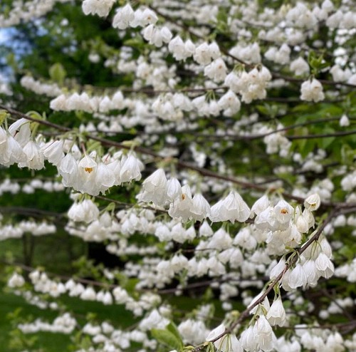 Halesia carolina clochettes - carolina,