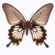 ENTOMOLOGIE-Papilio Lowi