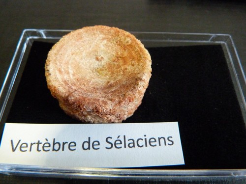 Fossile vertèbres de - vertèbres,