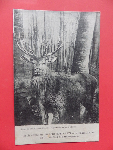 Cpa chasse courre - chasse,