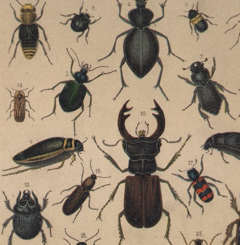 1890 lithographie insectes - 1890,
