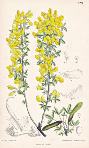 Genista glabrescens europe - genista,