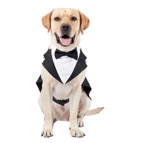 Costume pour chien et - costume,