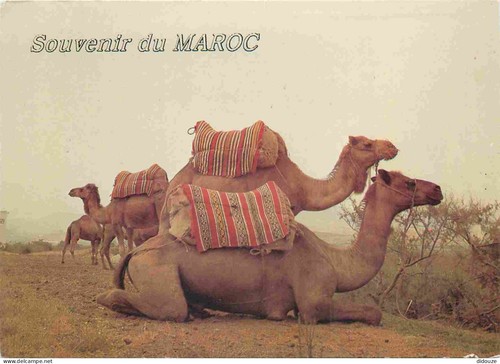 Carte postale animaux - postale,
