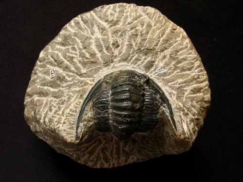 Trilobite dévonien - trilobite, du