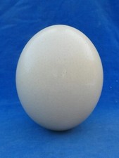TOP ! CURIOSITE Curiosity TOP ! OEUF D'AUTRUCHE VIDE Empty ostrich egg H : 15 CM