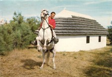Carte postale 10X15cm CAMARGUE cabane de gardian dressage chevaux cheval 2