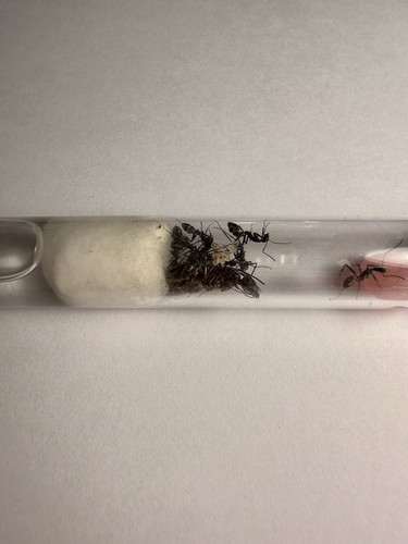 Fourmis camponotus cruentatus - fourmis,