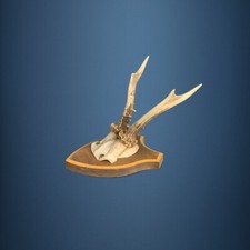 171CA Trophée de chevreuil