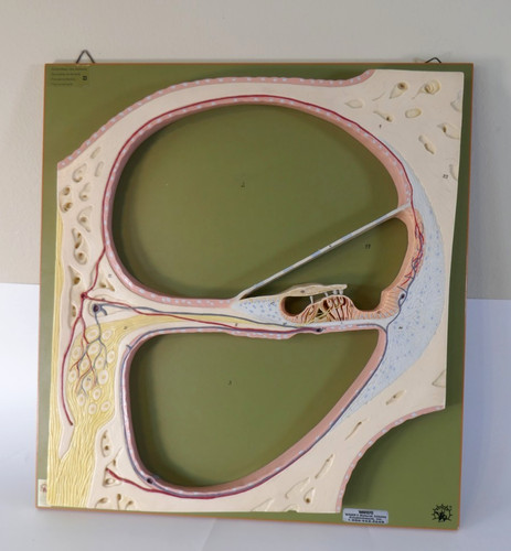 Somso anatomical model 10 - somso,