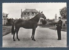 CPSM vers 1960  faune animaux cheval chevaux  trotteur   élevage Français