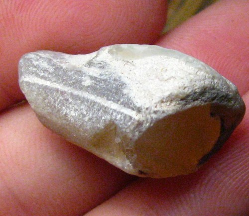 Fossile pipe belemnite - o&co,