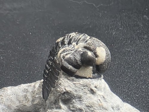 Enrolled phacops trilobite - enrolled,