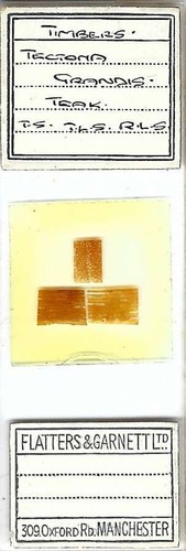 Teak tectona grandis timber - teak,