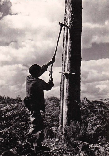 Landes scenes typiques - landes,