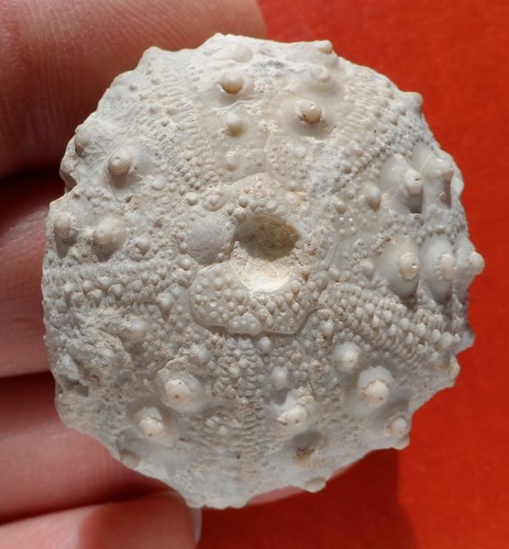 Oursin fossile charente - de,
