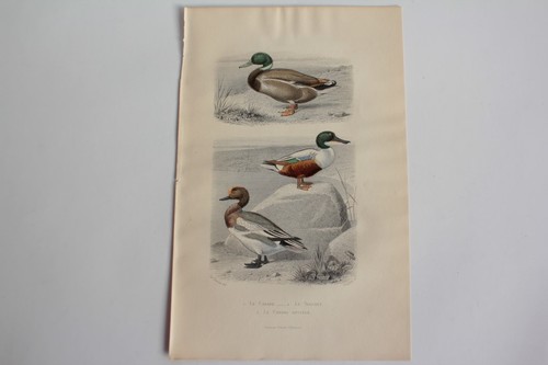 Gravure buffon canard souchet - gravure,