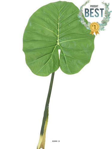 Feuille colocasia géante - feuille,