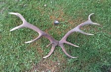 SUPERBE  BOIS DE CERF -12 CORS - 102CM -POIDS 5.28kg