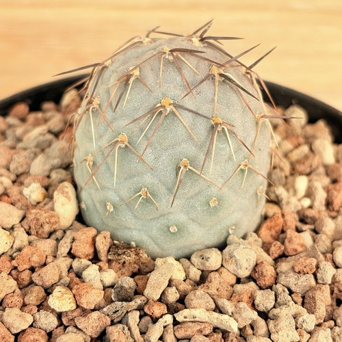 Tephrocactus alexanderi var