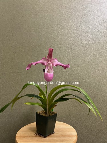 Phragmipedium peruflora - phragmipedium, peruflora’s