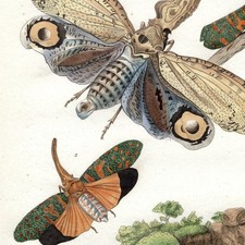 Décoration Papillon Fulgure