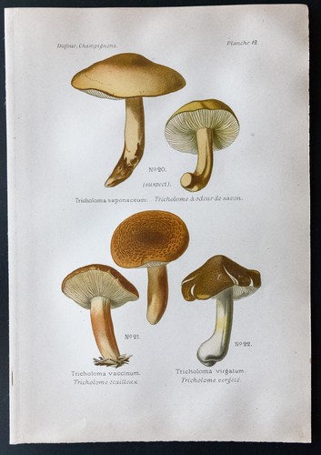 1891 planche couleur - -,