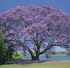 Paulownia Tomentosa 100 Seeds - Kiribaum - Princess Tree - Royal Empress Tree