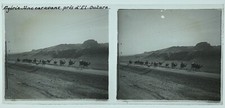 ALGÉRIE Caravane de chameaux PHOTO c1925 sur Plaque de verre Vintage VLn
