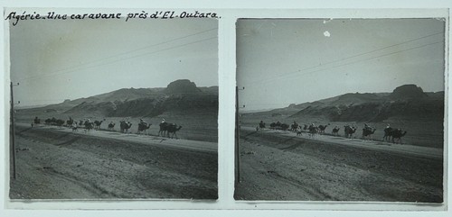 Algérie caravane chameaux - algÉrie,