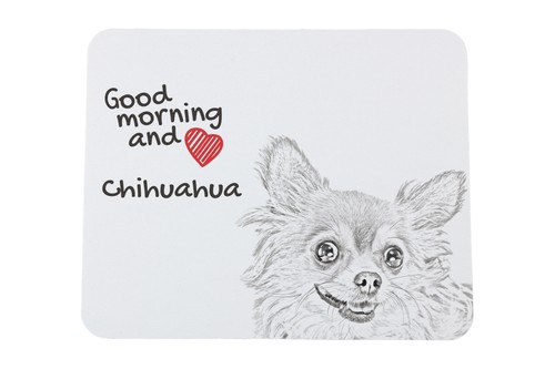 Chihuahua poil long - à,