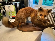 Taxidermie - Renard empaillé/ naturalisé tenant un canard
