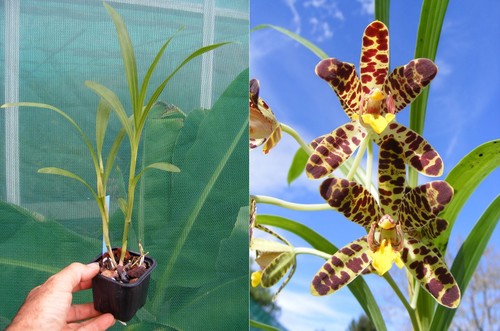 Ansellia africana orchidée - ansellia, africana,